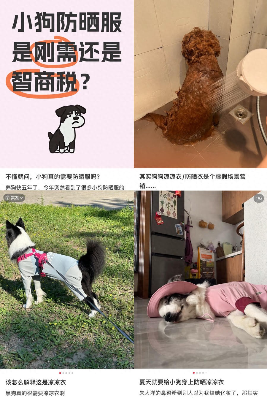 宠物防晒产品引争议 刚需还是噱头？