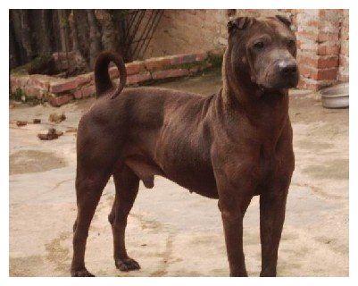 皱巴巴的沙皮犬，冲击广东本地沙皮犬，结果两种狗狗一起衰落
