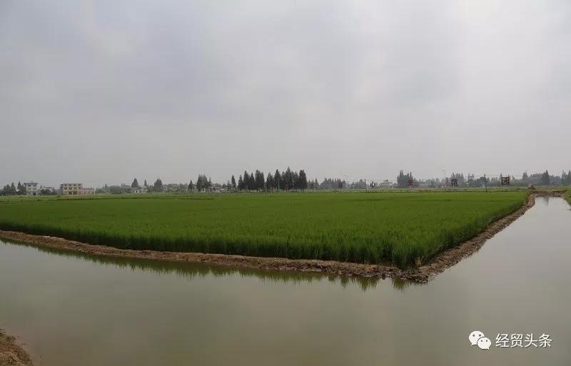 湖南南县：虾稻共生   香飘世界
