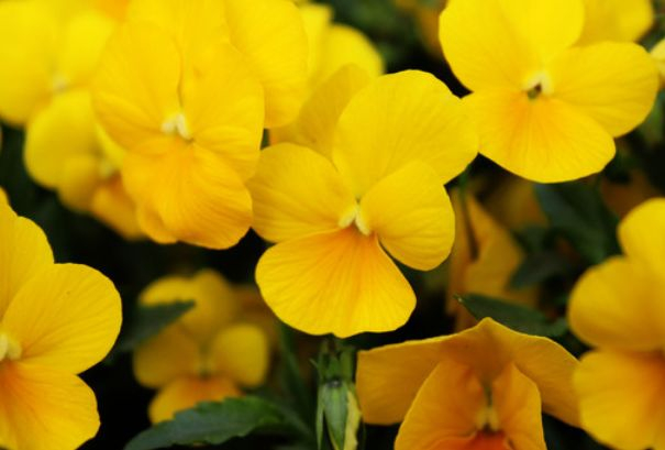 不是大富大贵，但比上不足比下有余，四大生肖无忧无虑幸福美满