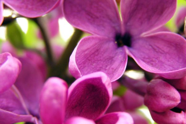 不是大富大贵，但比上不足比下有余，四大生肖无忧无虑幸福美满