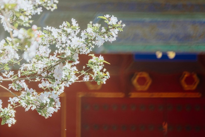 佳能RF100-500mmF4.5-7.1LISUSM镜头评测_RF100-500mm与EF100-400mm对比分析_红圈镜头 金圈镜头