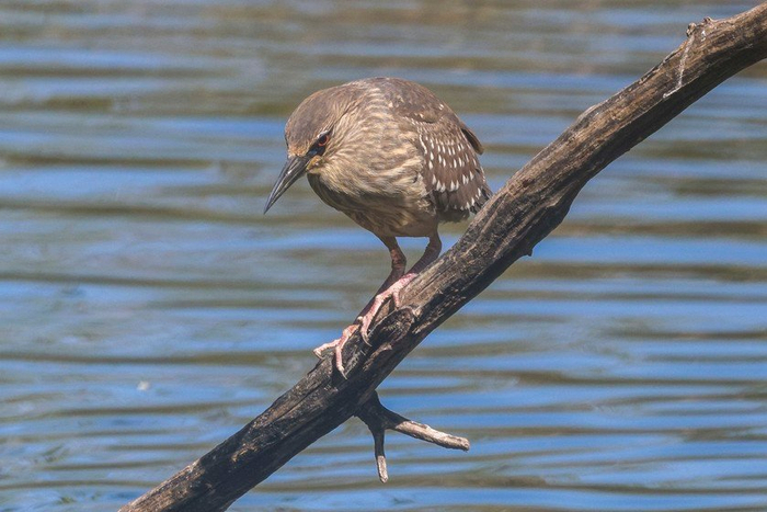 红圈镜头 金圈镜头_佳能RF100-500mmF4.5-7.1LISUSM镜头评测_RF100-500mm与EF100-400mm对比分析