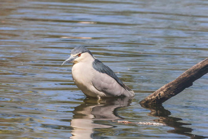 佳能RF100-500mmF4.5-7.1LISUSM镜头评测_红圈镜头 金圈镜头_RF100-500mm与EF100-400mm对比分析