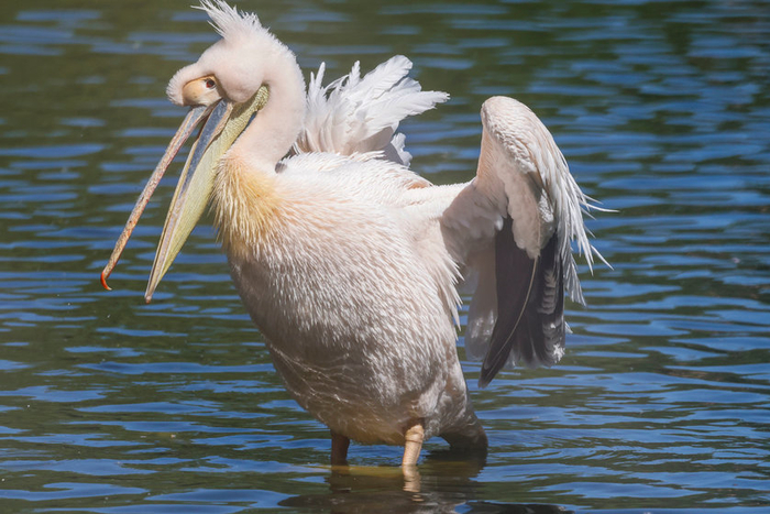 红圈镜头 金圈镜头_RF100-500mm与EF100-400mm对比分析_佳能RF100-500mmF4.5-7.1LISUSM镜头评测