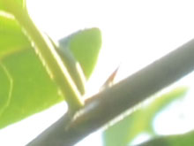 尼康D5100搭35mmF1.4样张