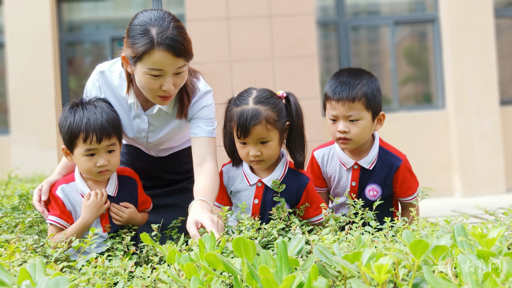 肥西县新型家园幼儿园的老师正在引导幼儿观察植物.jpg