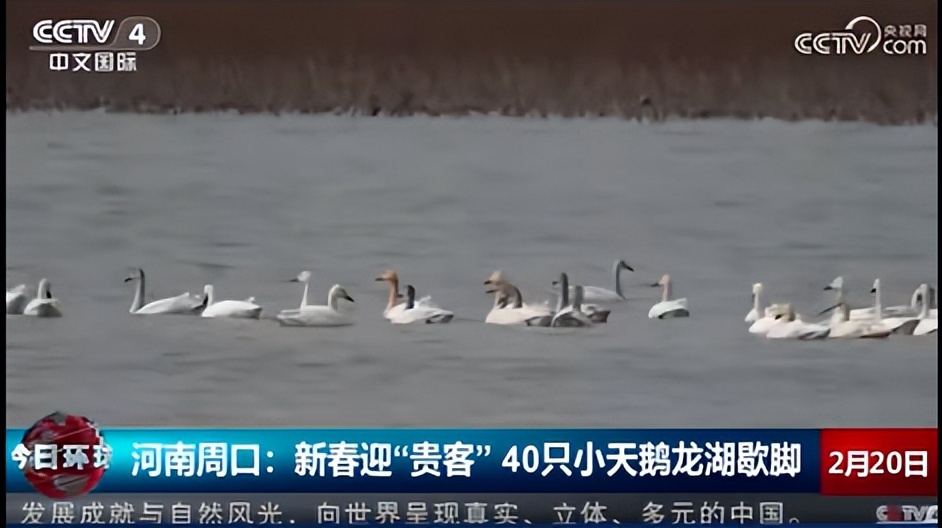 央视聚焦河南文旅活动_河南文旅春节央视报道_河南省新闻频道直播