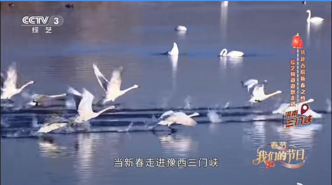 河南省新闻频道直播_河南文旅春节央视报道_央视聚焦河南文旅活动