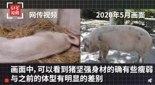 郑州市机动车号牌限行_郑州实时新闻_郑州市境外输入新冠病毒无症状感染者